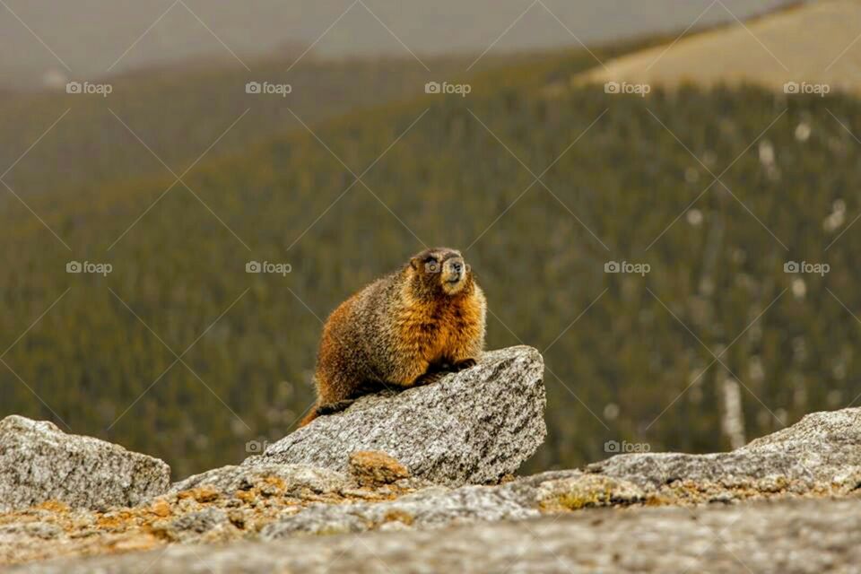 Groundhogs day on a rock