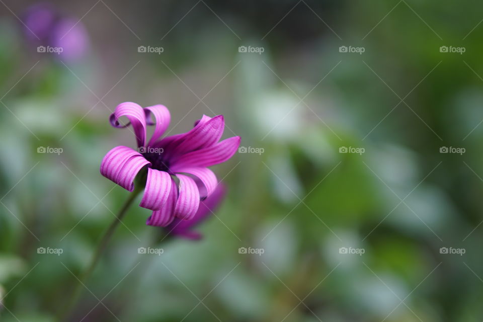 Close-up of purple flower