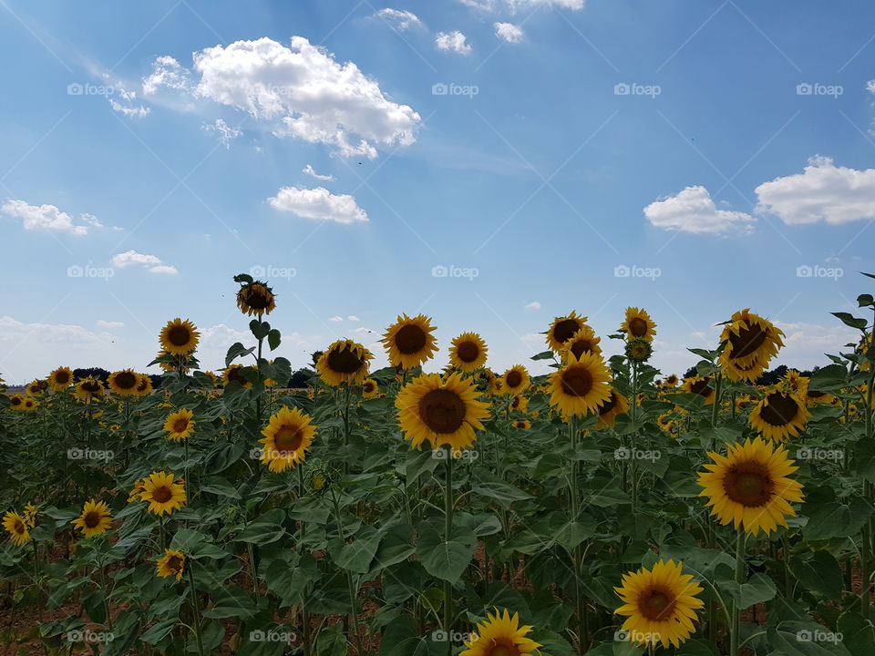 Sunflowers in a field in Provence.