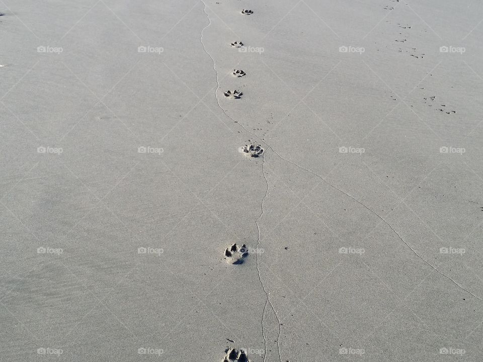 beach paw prints