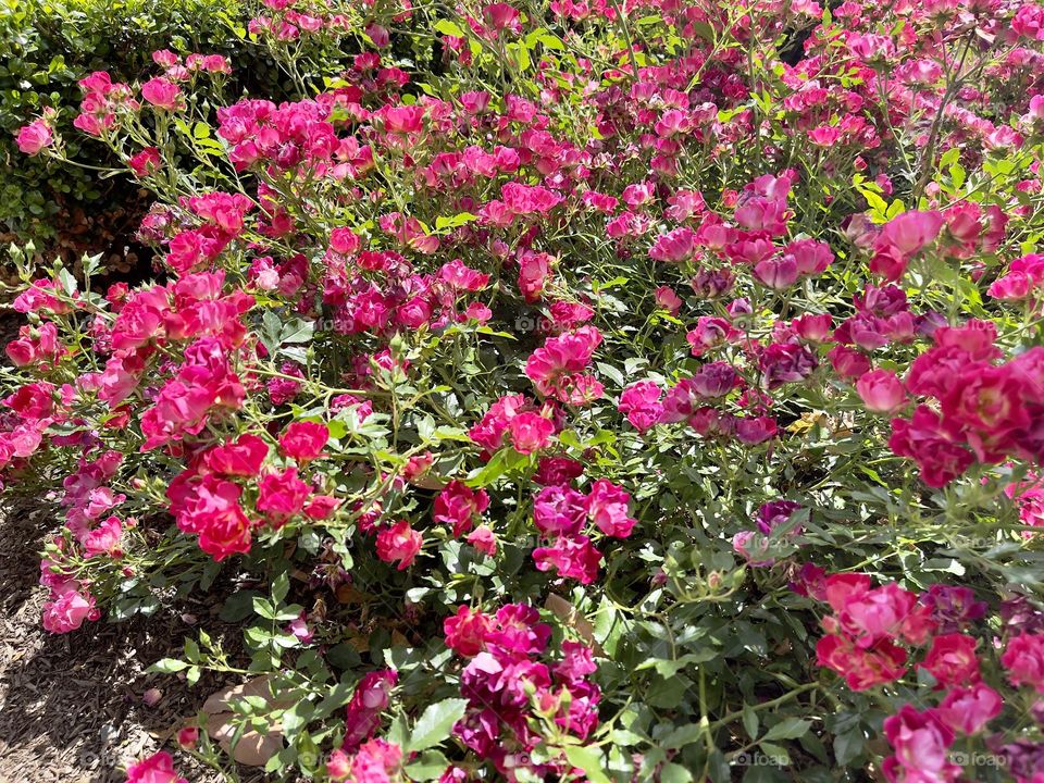 Bush of pink blooming roses 