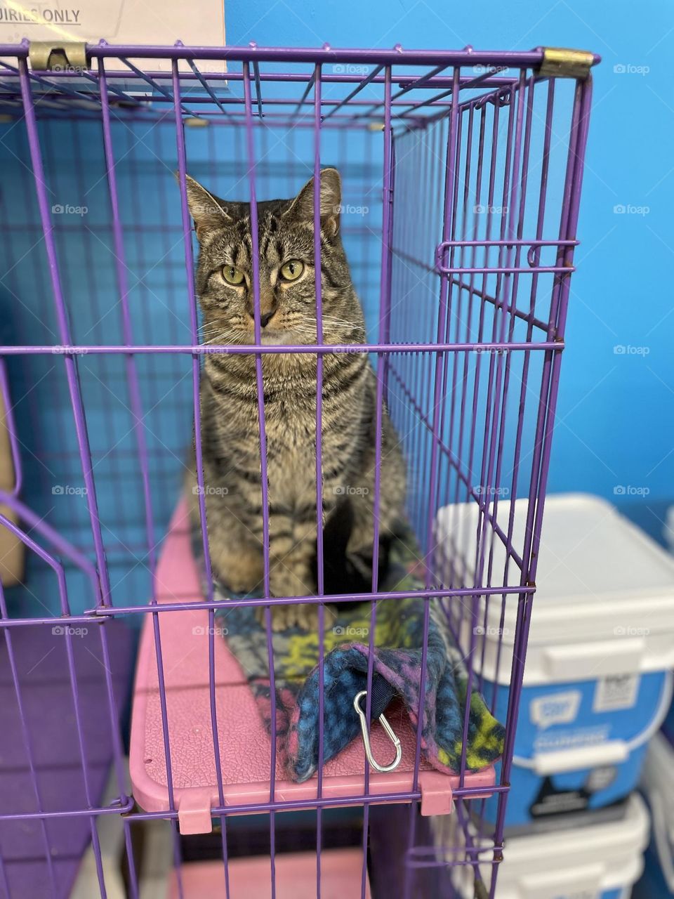 Stray cat at the pet store, cat up for adoption, Nora the cat, animals being adopted at pet stores