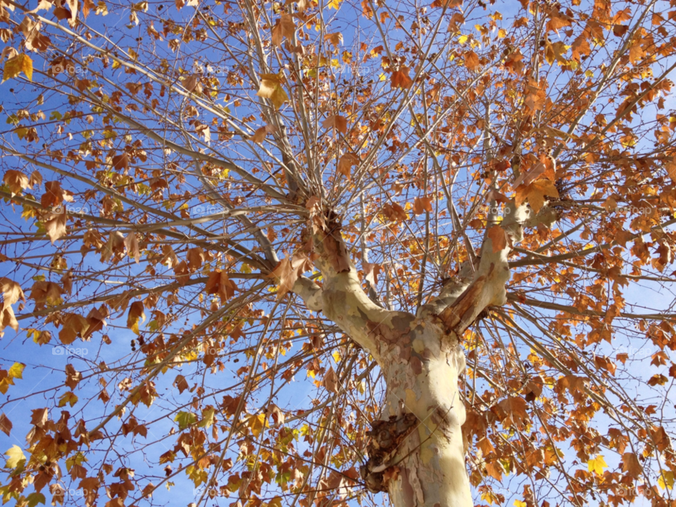 sky tree sunny leaves by formalhaut