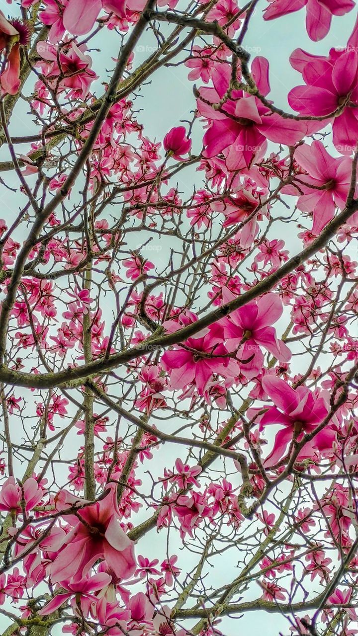 magnolia blooming in London