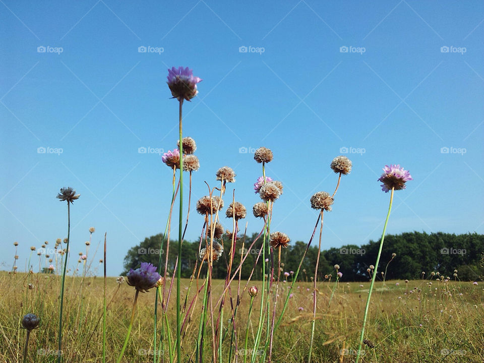 Wild flowers