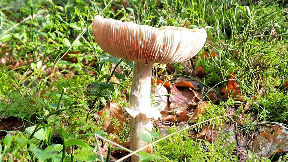 Forest mushroom