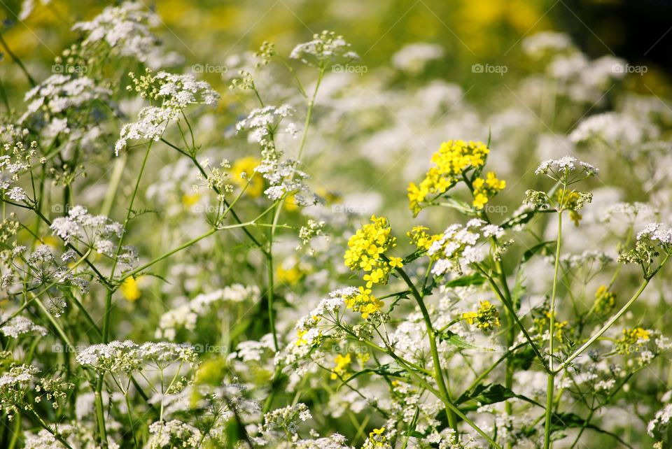 Flowers
