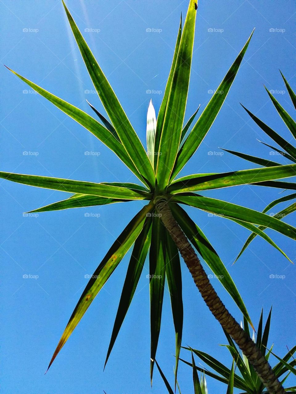 Só o céu e a folhagem estrelada