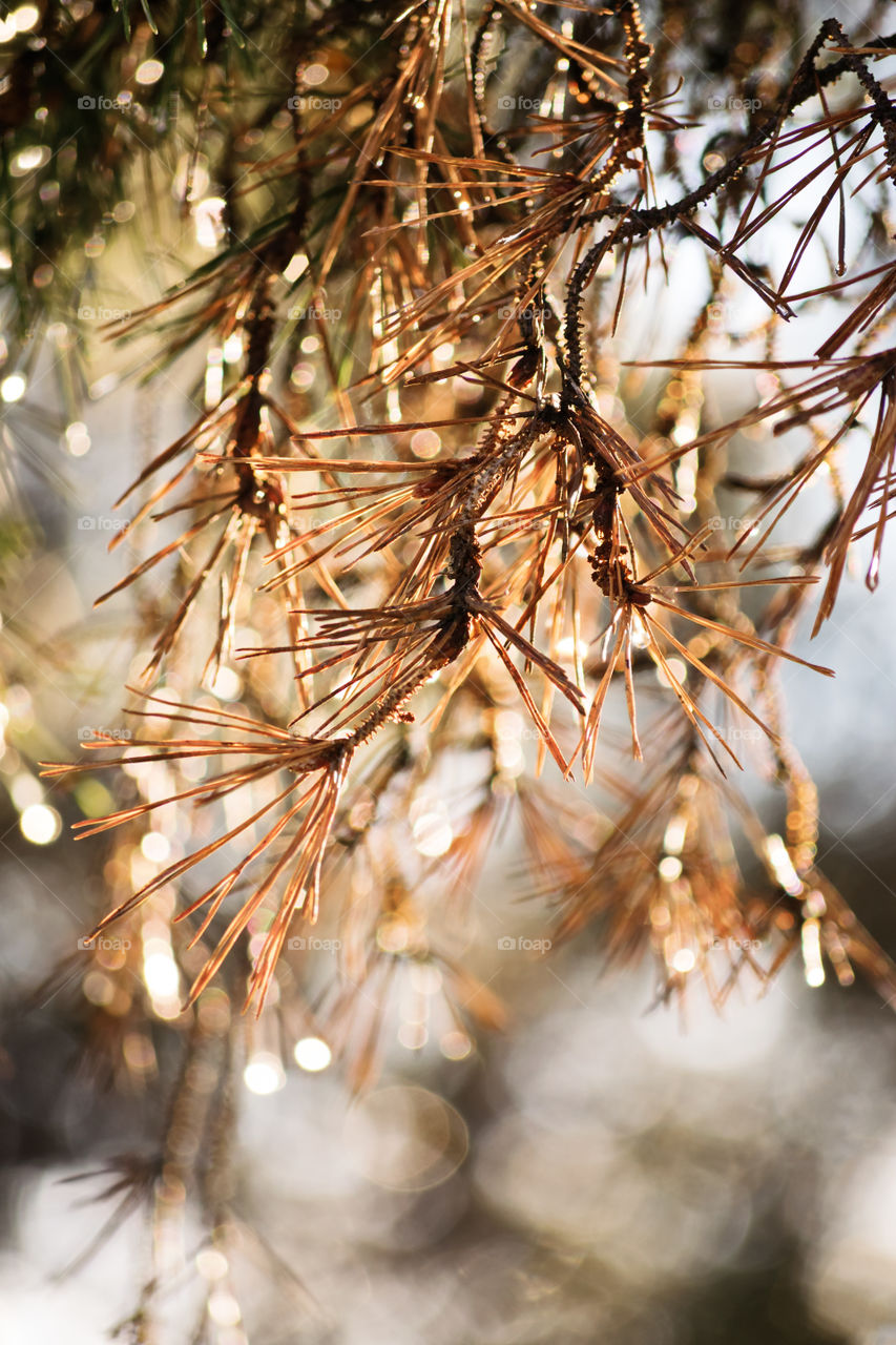 Close-up shot of withered pine tree needles.