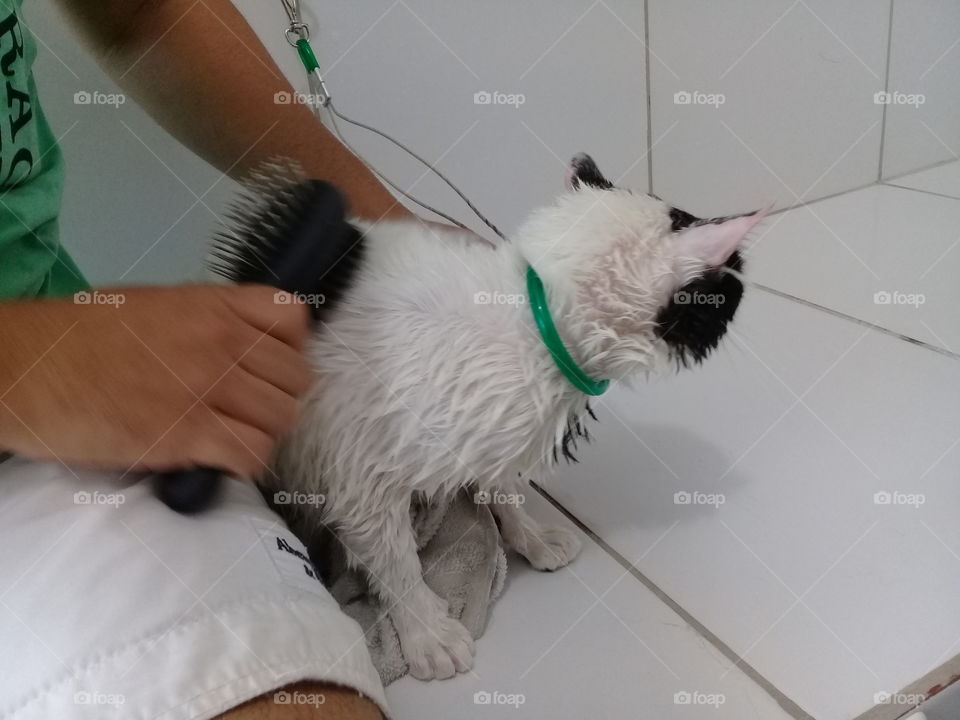 My lovely cat Pudding taking a shower