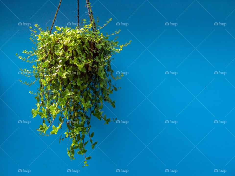 Nature, No Person, Tree, Sky, Desktop