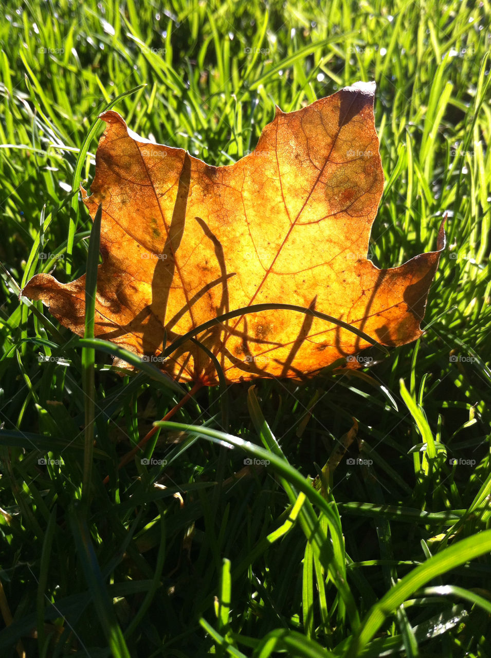 sweden grass shadow leaf by haq