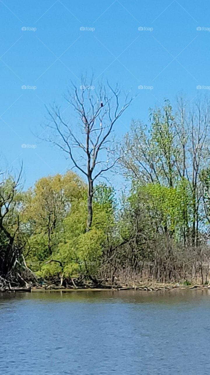 Eagle from the Tree Top