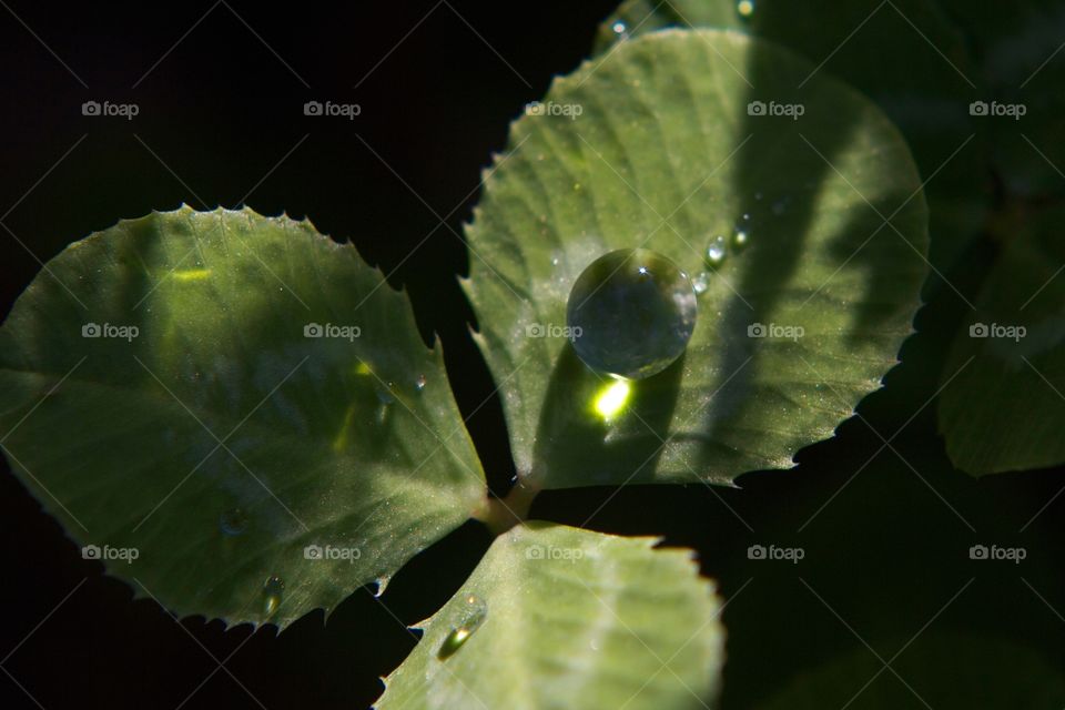 Water droplet