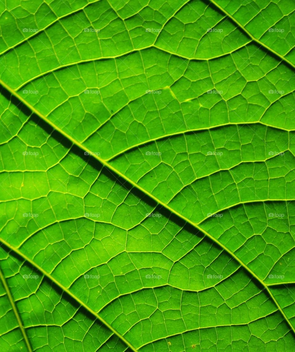 Leaf Macro