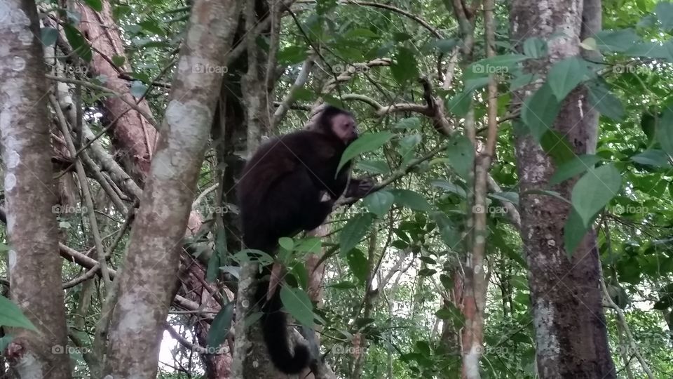 Monkey 1 Iguazu Falls, Argentina