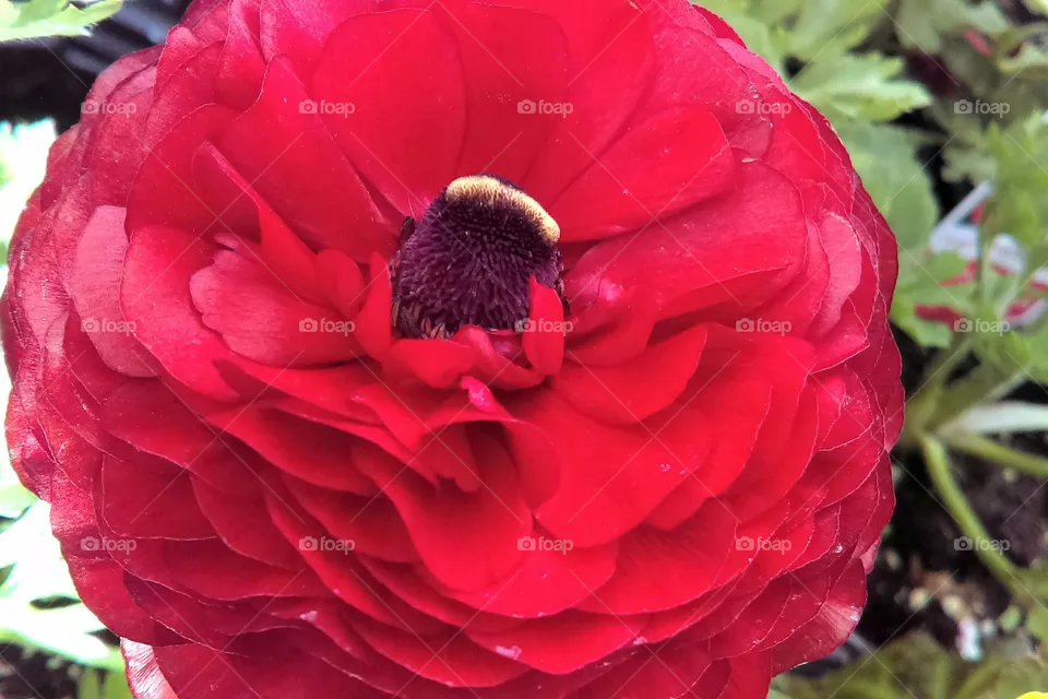 red flower