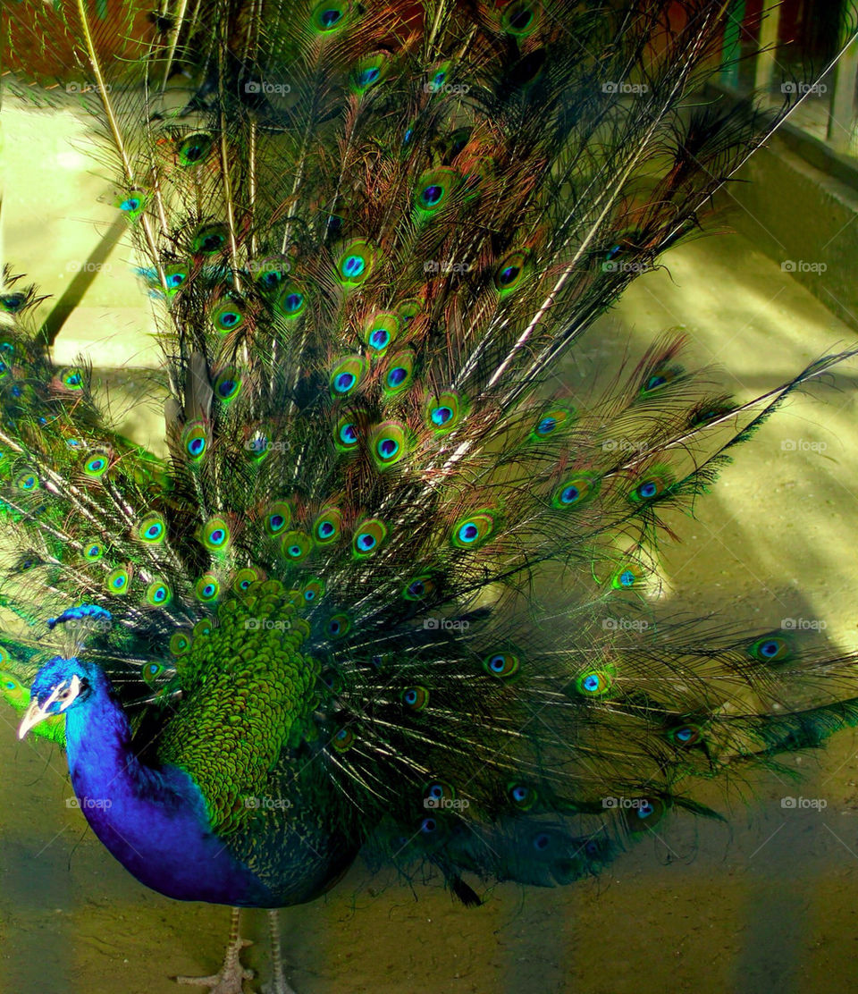 peacock