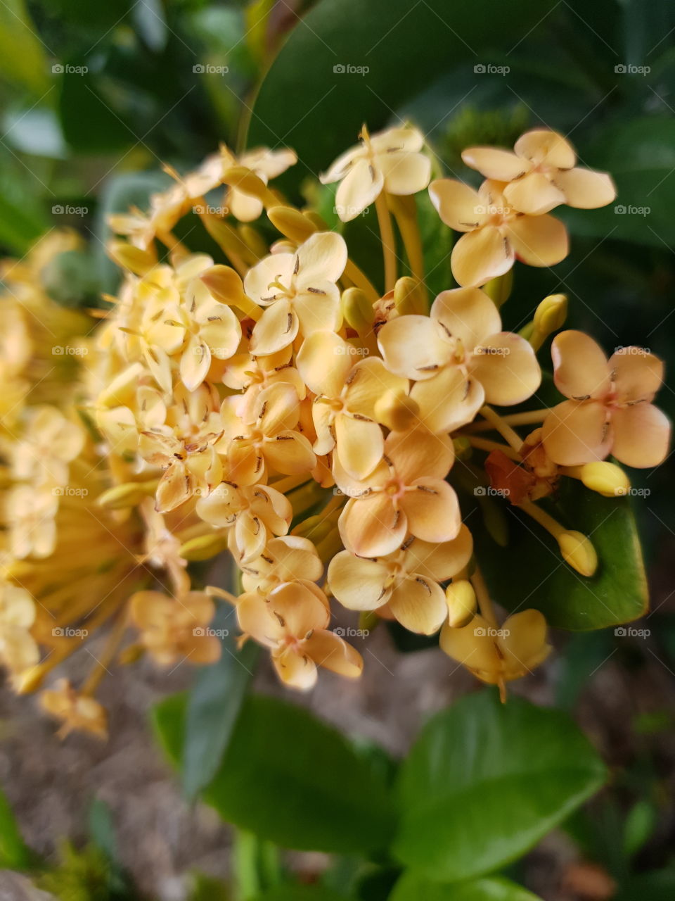 Small yellow bush flowers