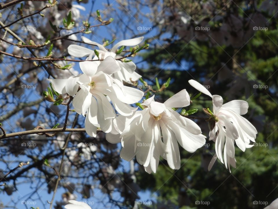 Star Magnolia