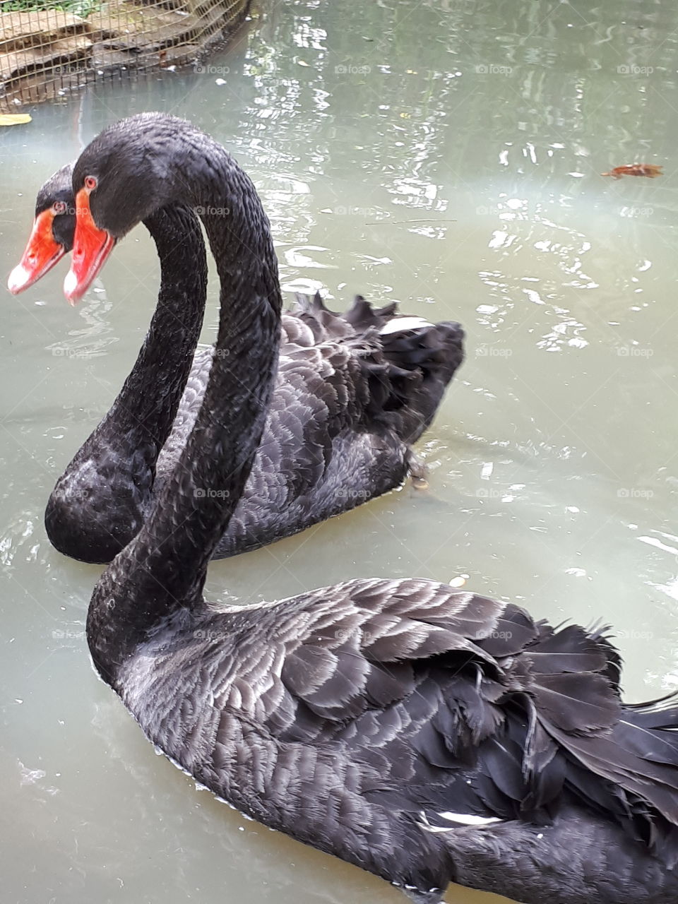 black swan