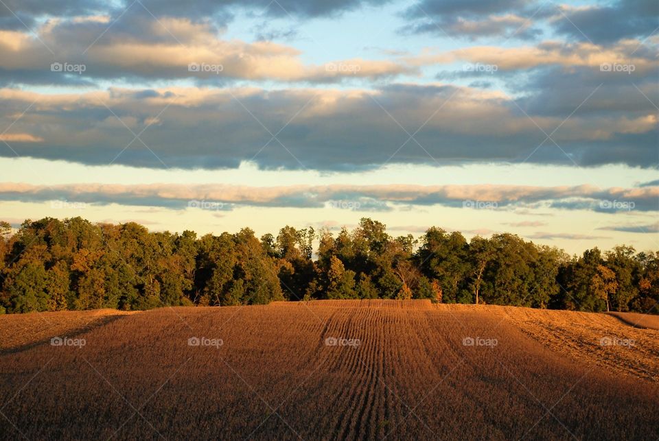 Harvesting time