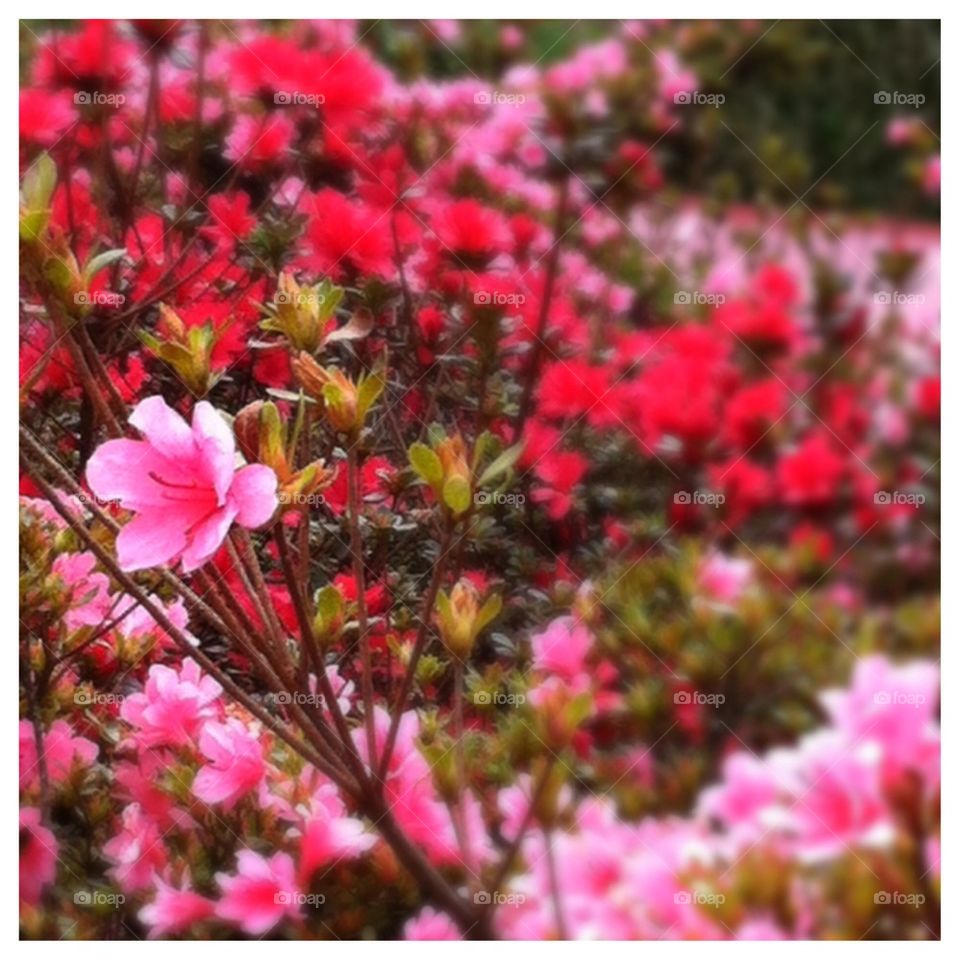 Mini Pink Azaleas