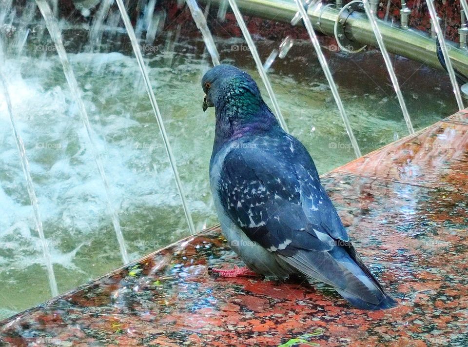 Water. A dove sits on the granite slab of the fountain and looks at the jets of water from the fountain.
