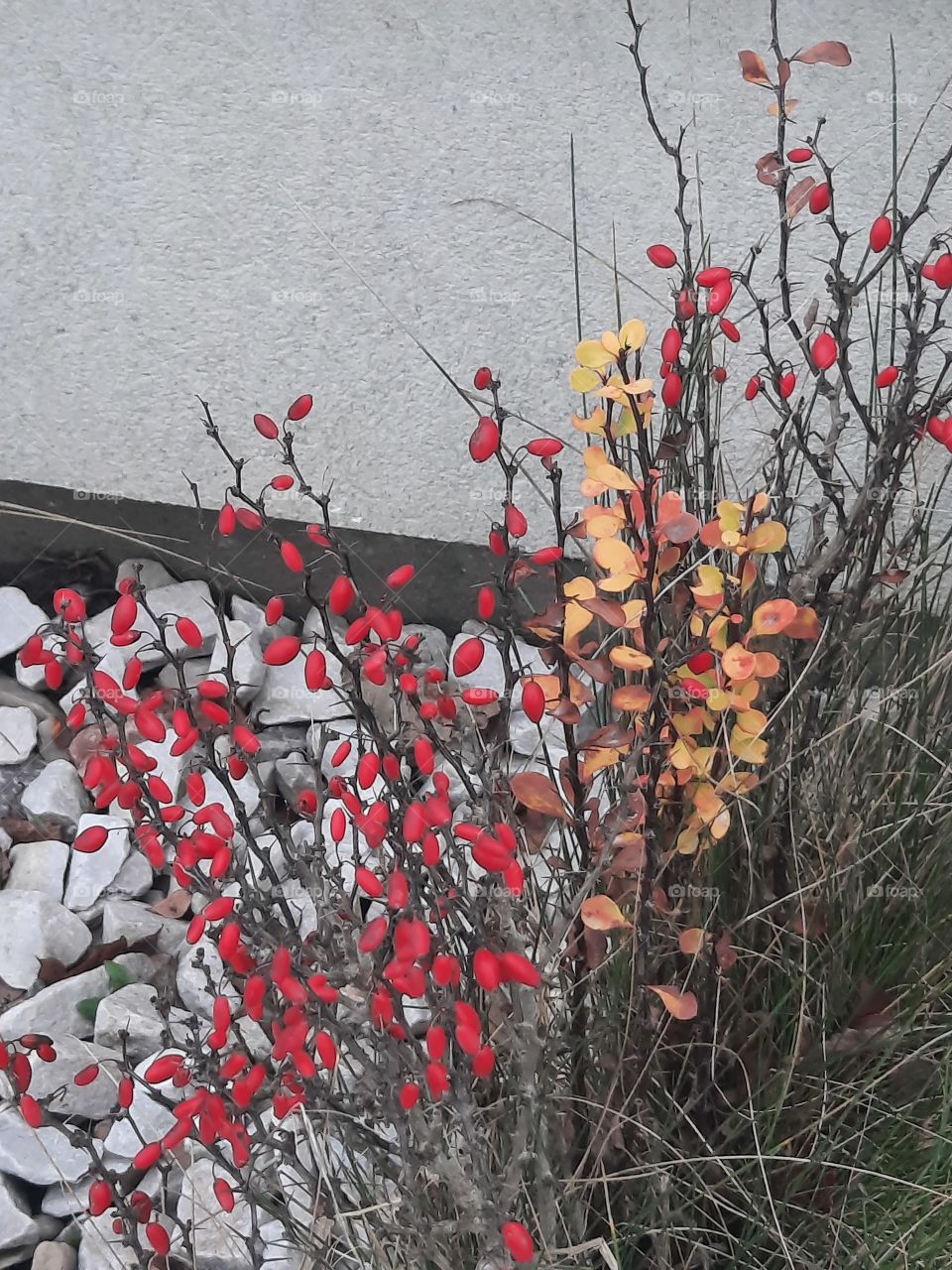 barberry  yellow leaves and red berries