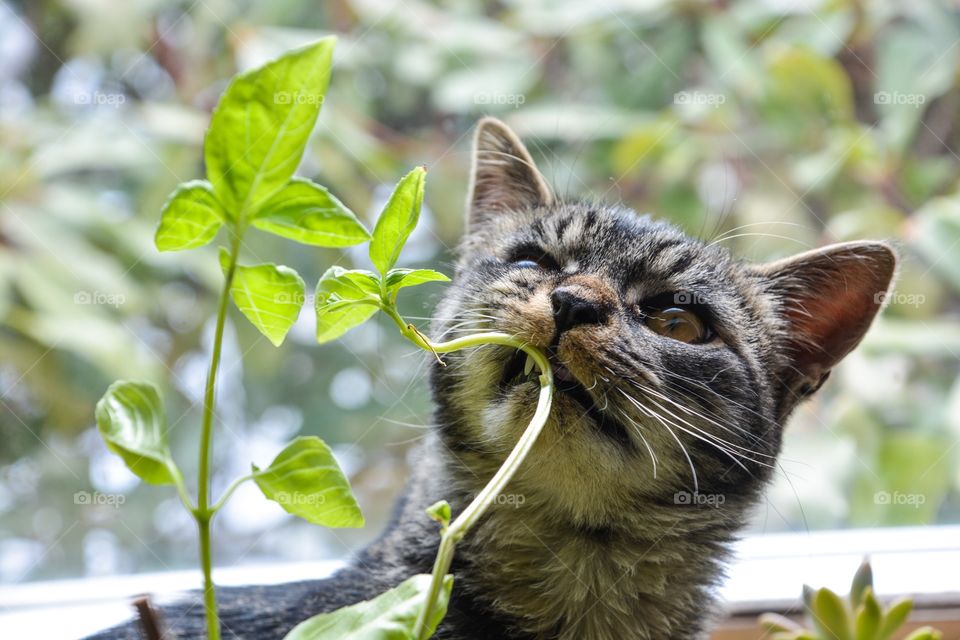 Cat plays with plant