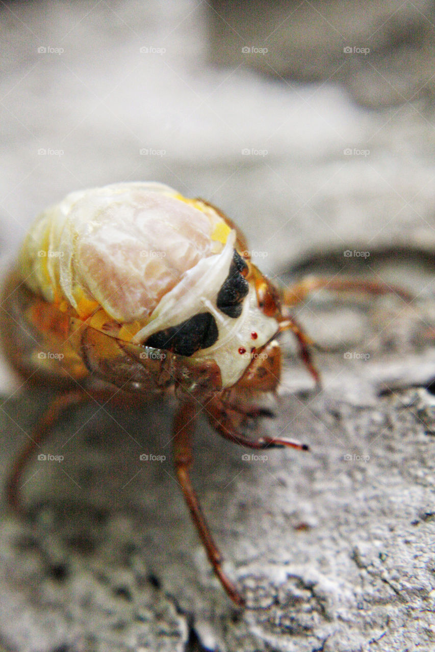 Cicada