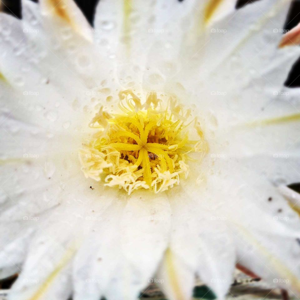 white succulent flower