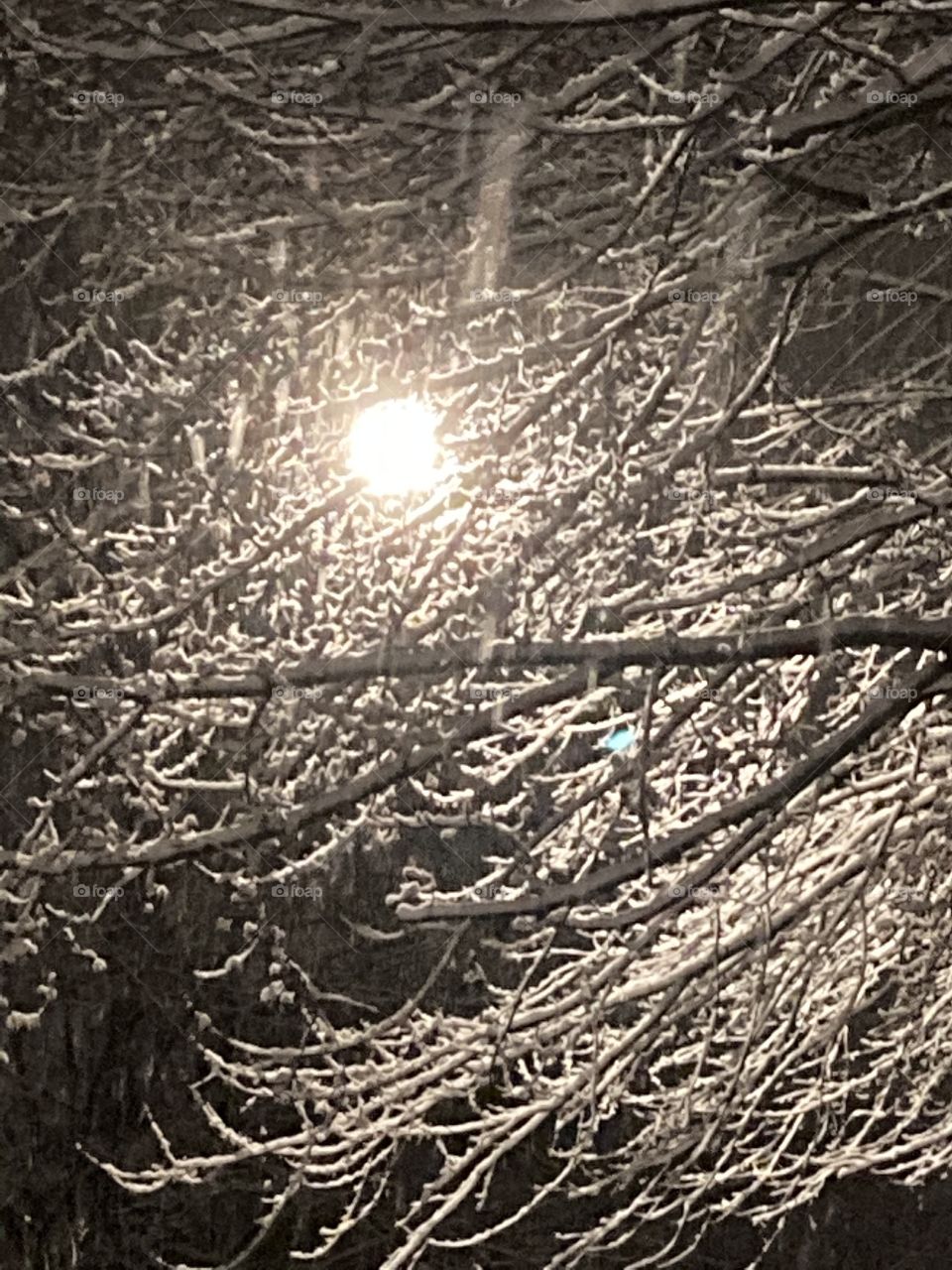 Icy branches 