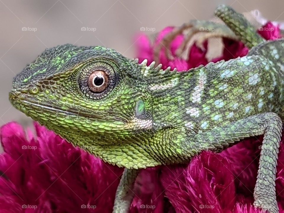 close up photo of a green chameleon
