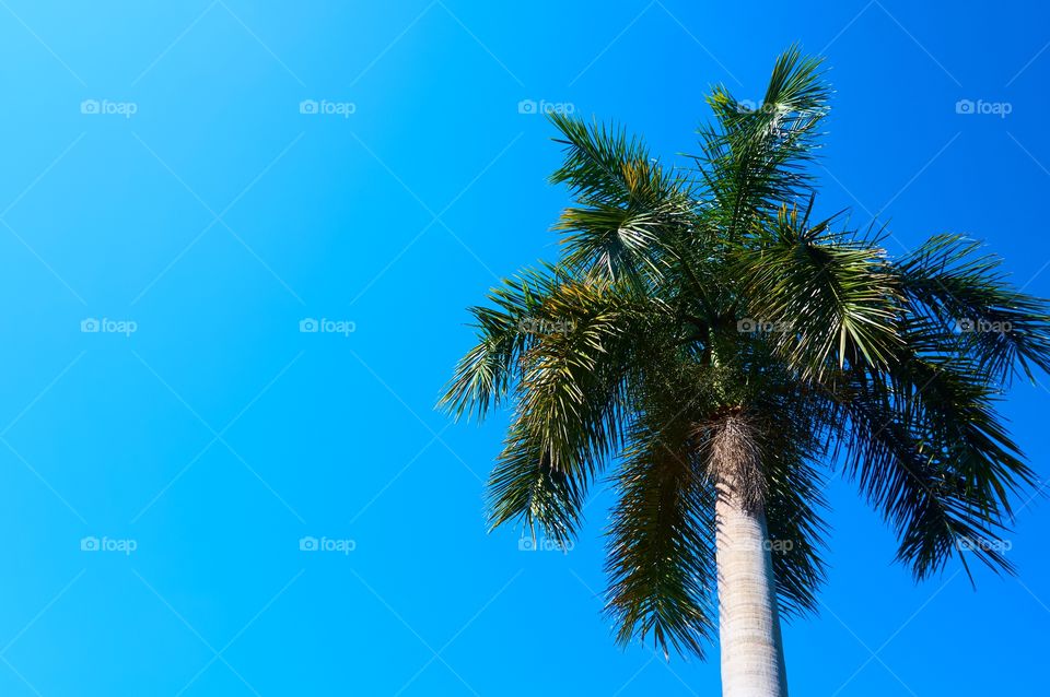 Palm trees and blue sky background 
