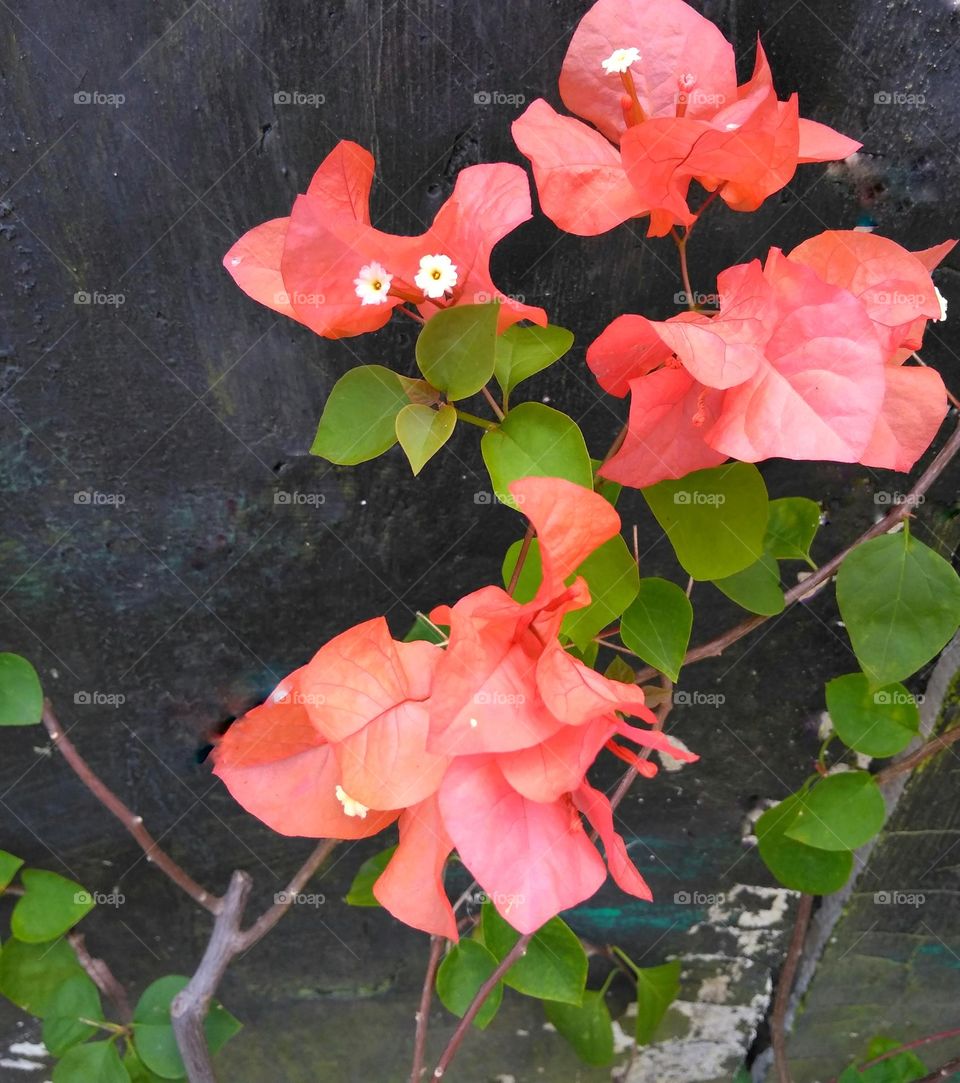 Red flower on the park