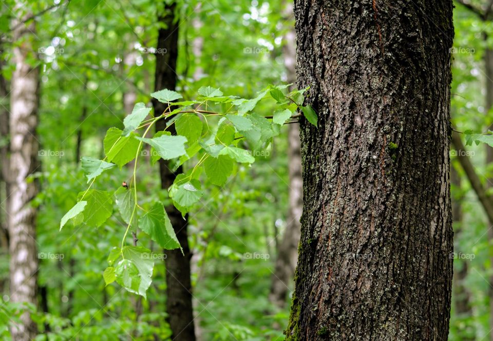 branch tree in the forest summer time, green background