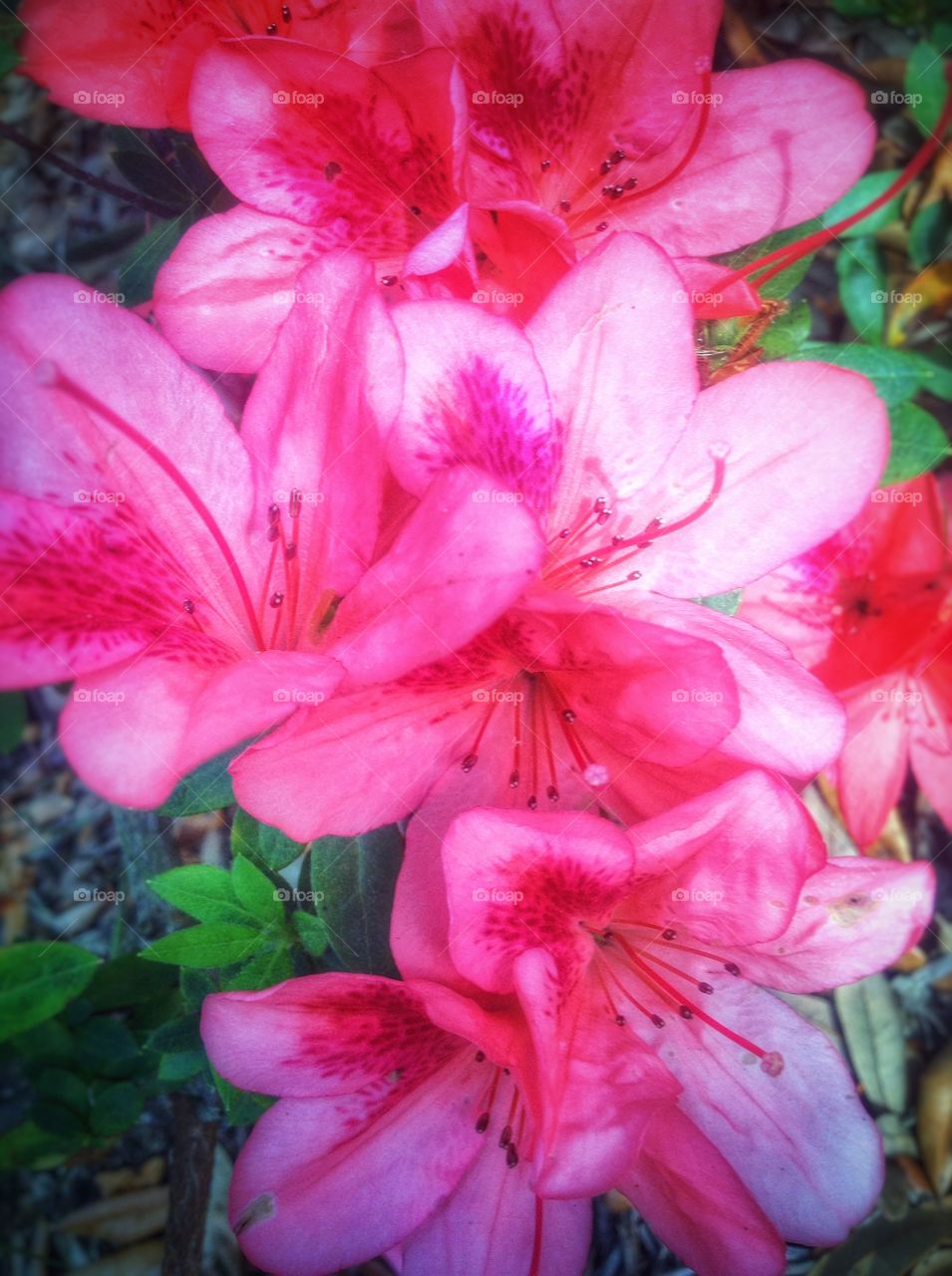 Flowers at the botanical garden...