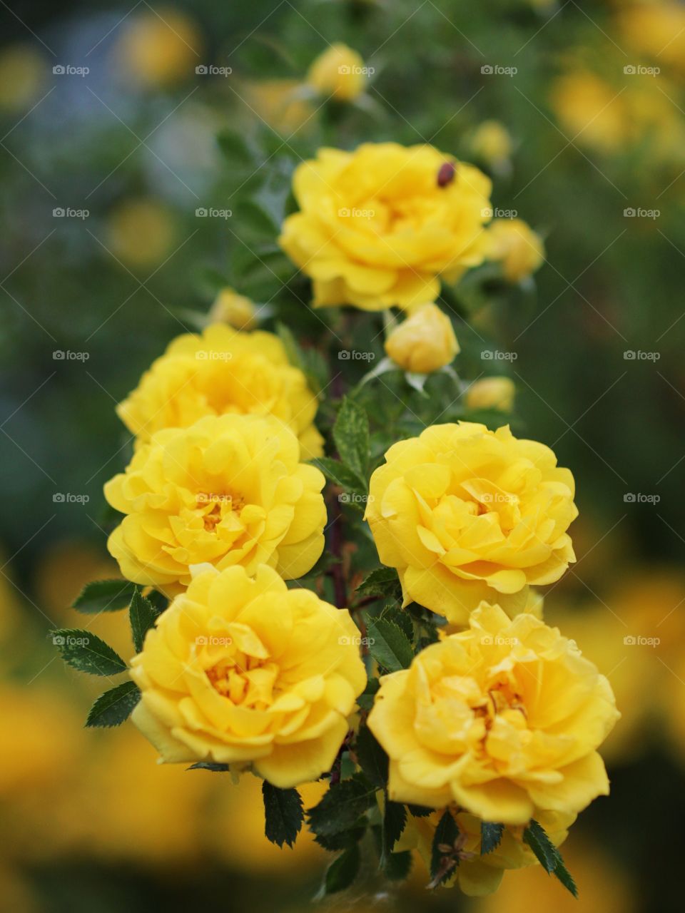 Yellow flowers 