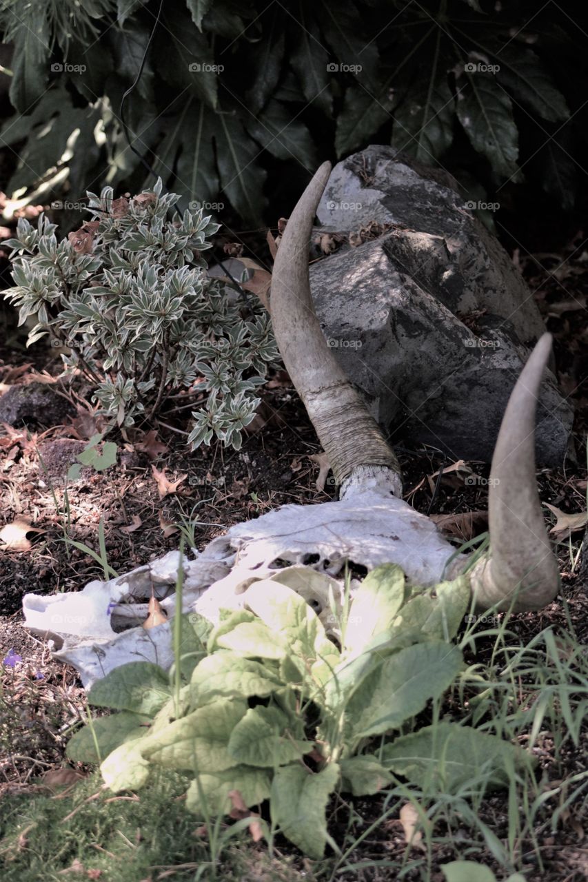 Deadhead in the garden