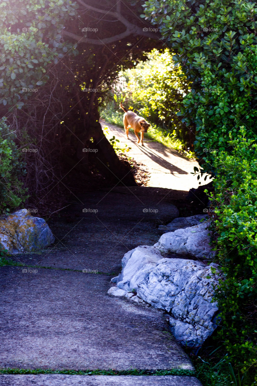 Beautiful tree Tunnel
