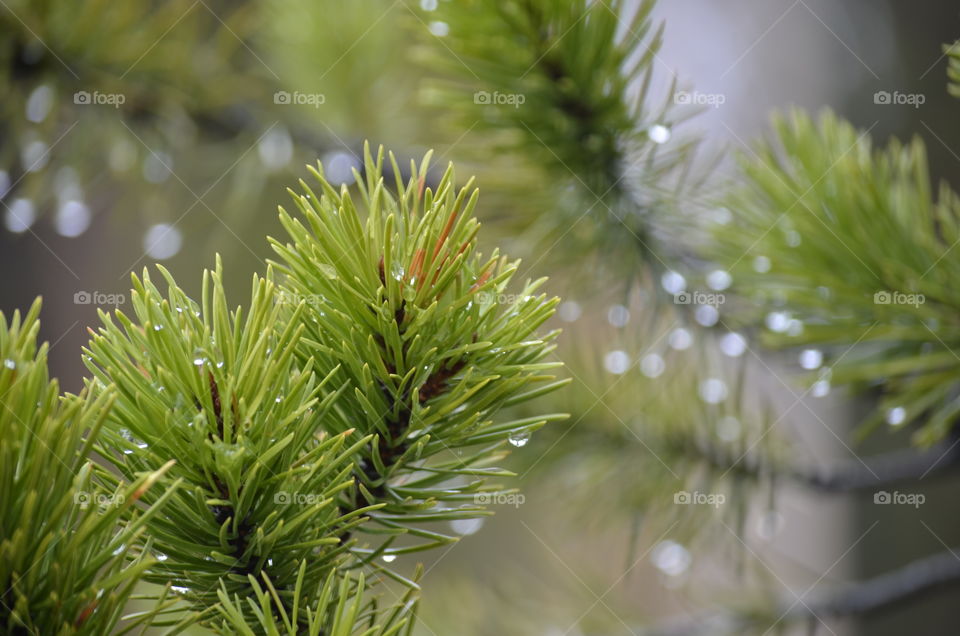 Spruce and Raindrops