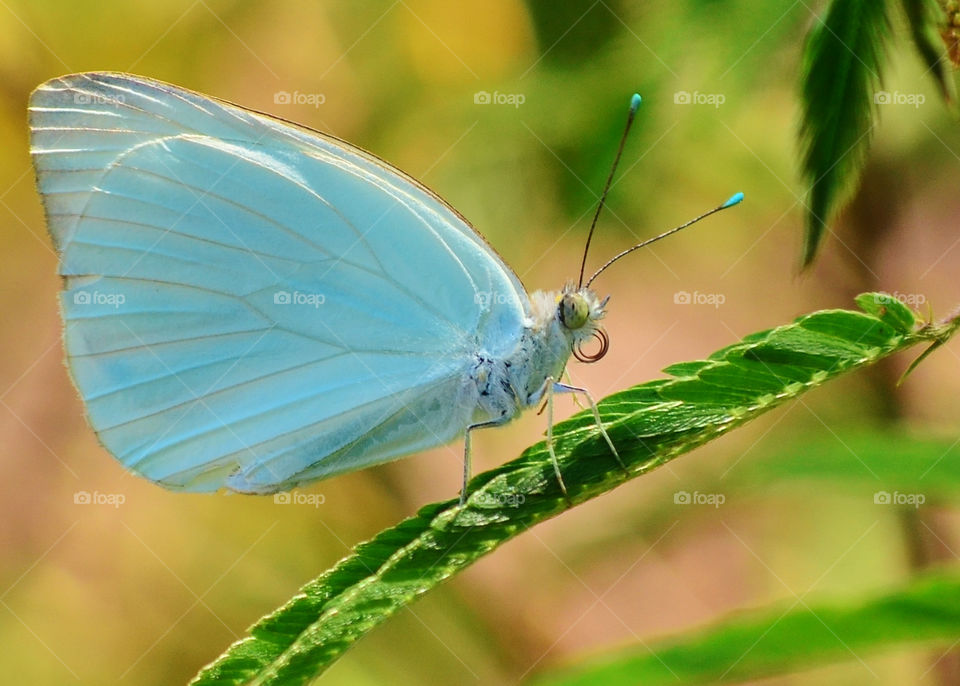 blue butterfly