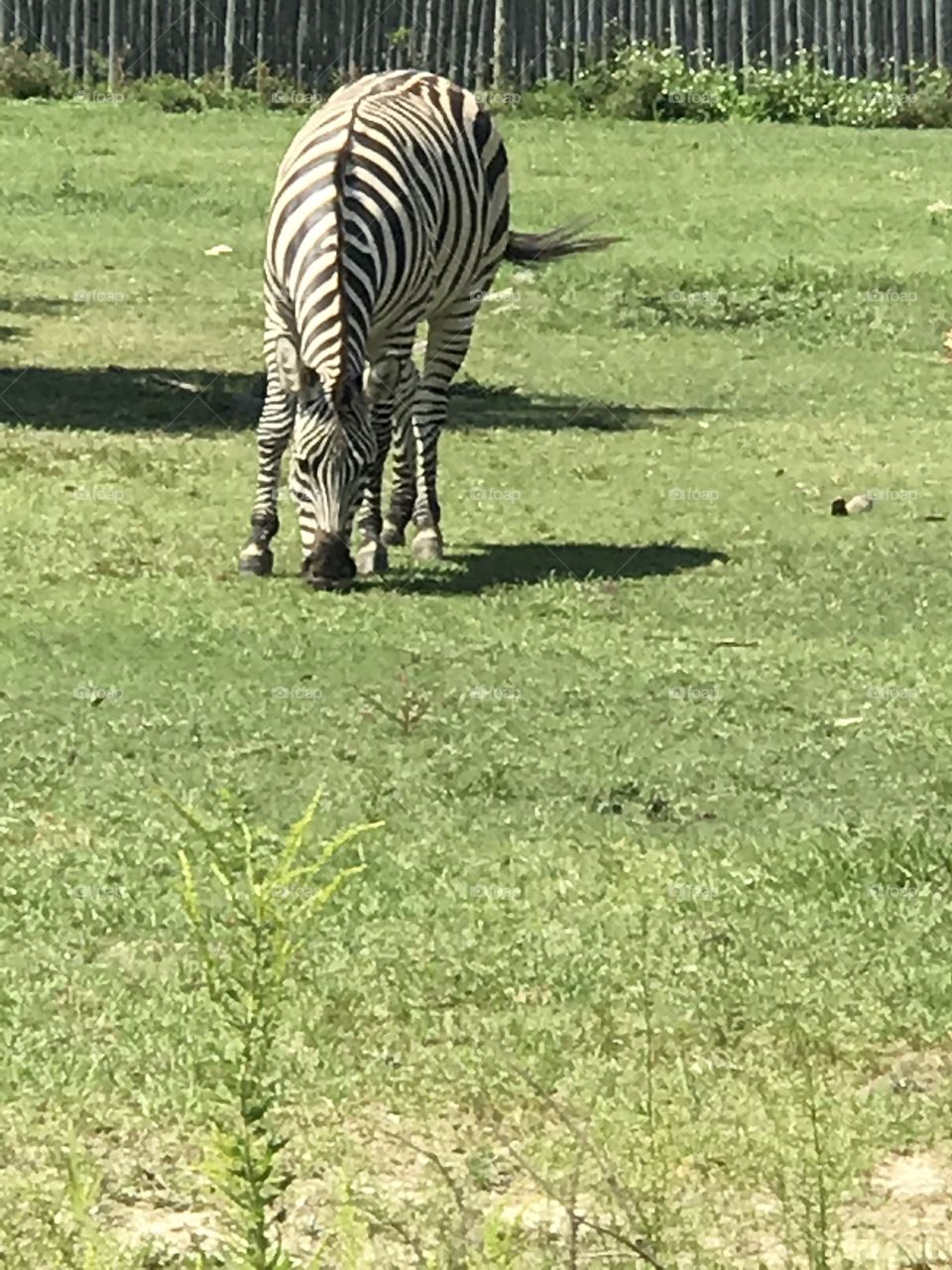 Zebra