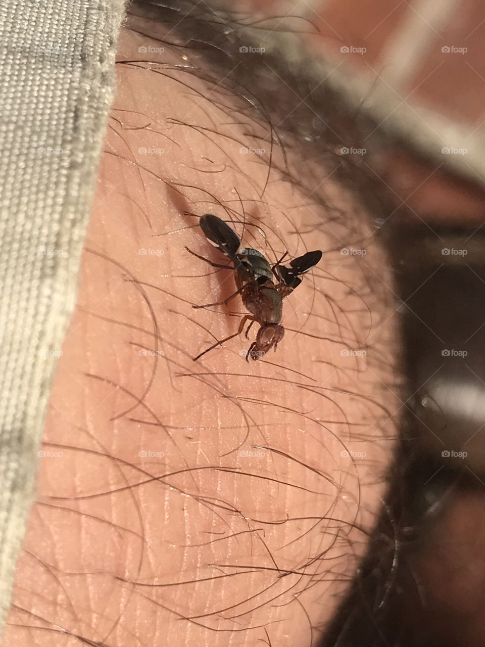Bugs life- hanging on my leg