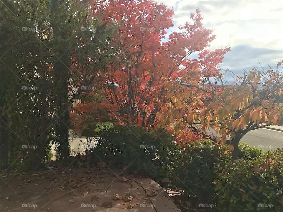 Crepe Myrtle’s Fall Colors