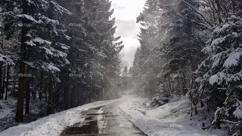Snow blowing off the trees on road in the forest - snön yr från träden på väg i skogen 