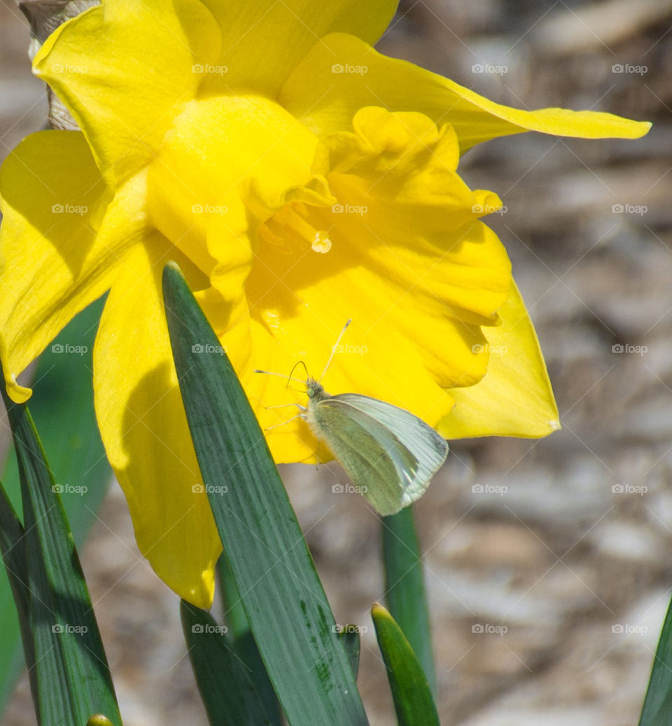 daffodil and butterfly
