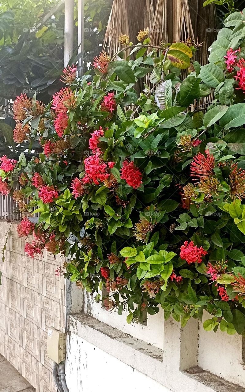 Chinese ixora