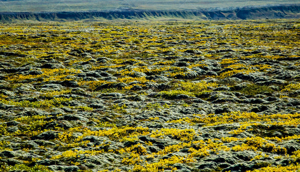 Yellow lava landscape